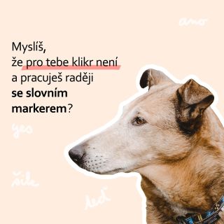 Myslíš, že pro tebe klikr není a pracuješ raději se slovním markerem, protože jsi přesvědčená/ý, že mít v ruce další věc...